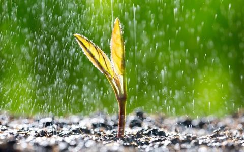 Científicos descubrieron que las semillas pueden detectar las vibraciones provocadas por la lluvia y acelerar su proceso de germinación.