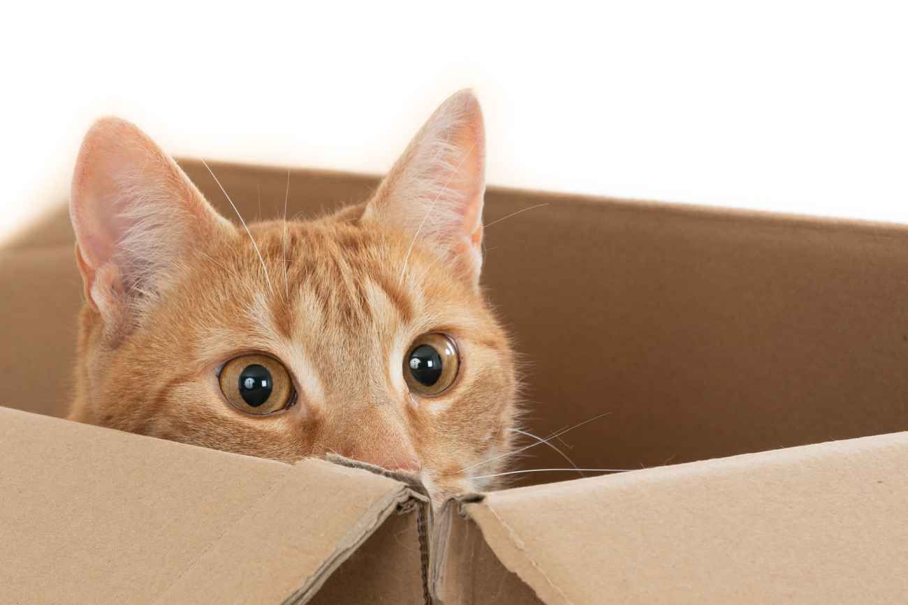 Por qué los gatos aman las cajas.