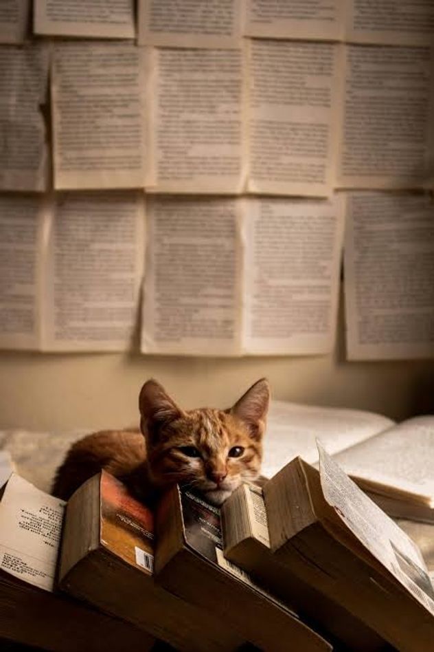 Tu gato no busca molestarte: por qué se instala sobre tus objetos.