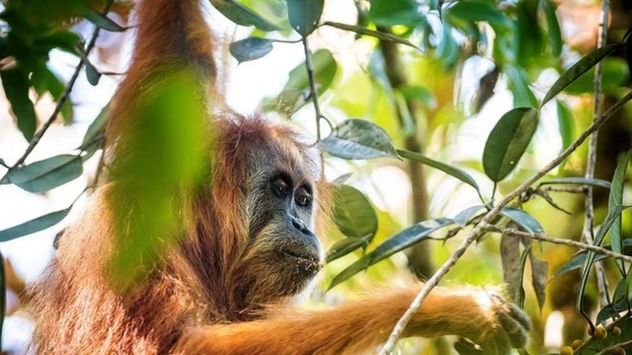 El orangután de Tapanuli, una de las especies afectadas por el ciclón Senyar