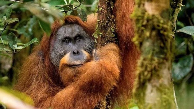 orangután de Tapanuli, una de las especies afectadas por el ciclón Senyar