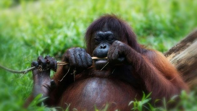 El orangután de Tapanuli, una de las especies afectadas por el ciclón Senyar