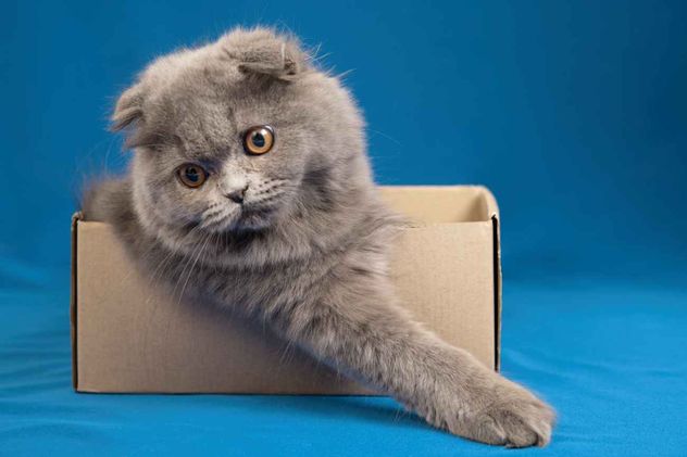 Por qué los gatos aman las cajas. 