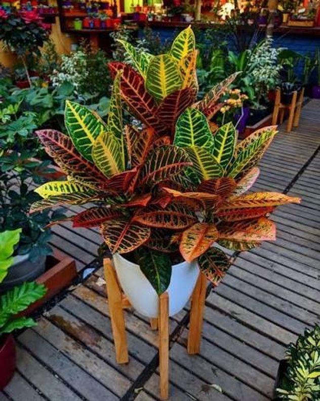 Las 3 mejores plantas para reducir el estrés y purificar el aire dentro de casa.