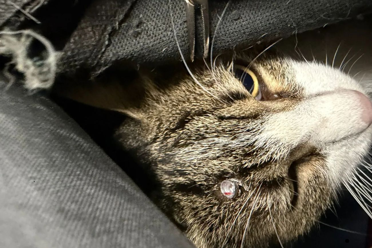 Jujuy: denunciaron ataques con aire comprimido contra gatos rescatados