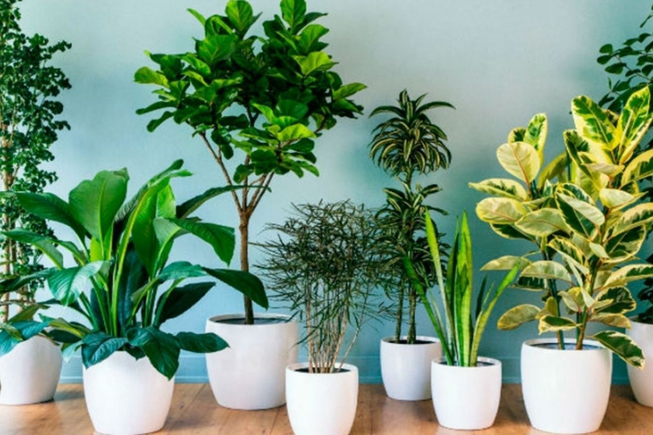 Las 3 mejores plantas para reducir el estrés y purificar el aire dentro de casa.