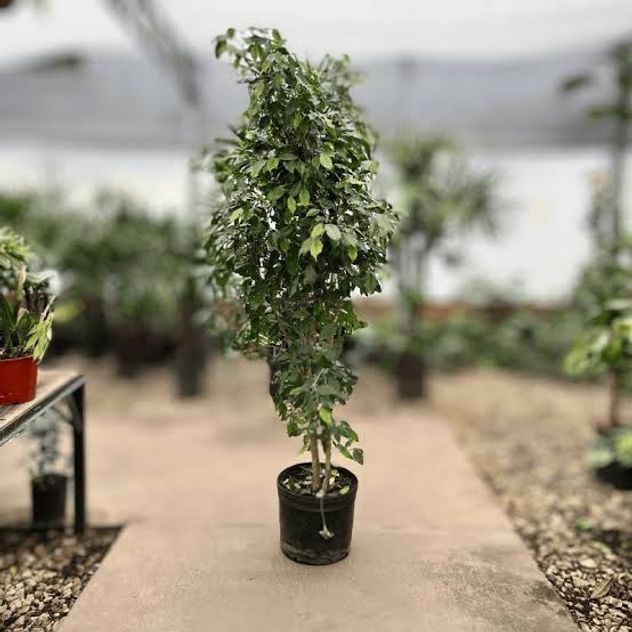 Las 3 mejores plantas para reducir el estrés y purificar el aire dentro de casa.