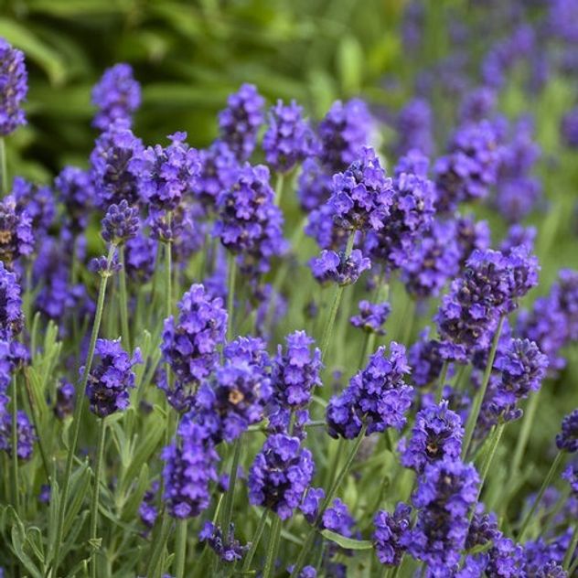 Las 3 mejores plantas para reducir el estrés y purificar el aire dentro de casa.