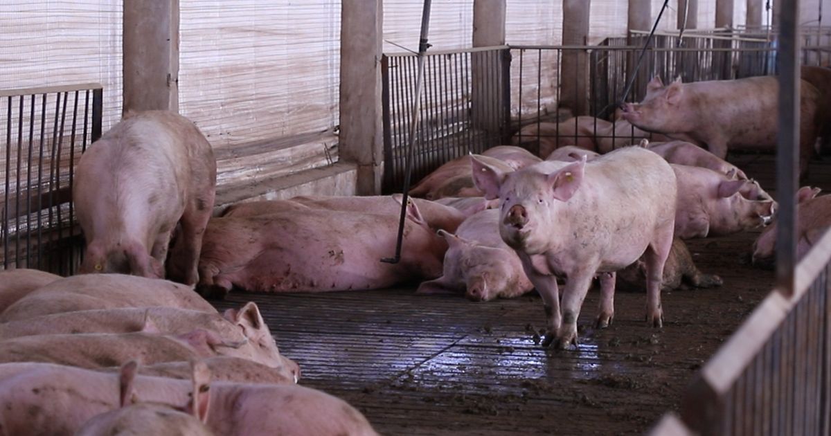 AMBIENTE. Además de espacio suficiente en las salas de gestión, las granjas trabajan en otros indicadores de bienestar animal.
