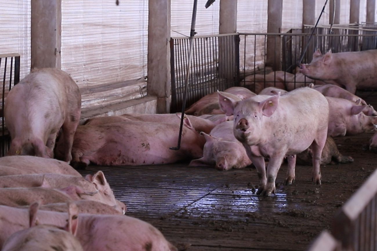 AMBIENTE. Además de espacio suficiente en las salas de gestión, las granjas trabajan en otros indicadores de bienestar animal.
