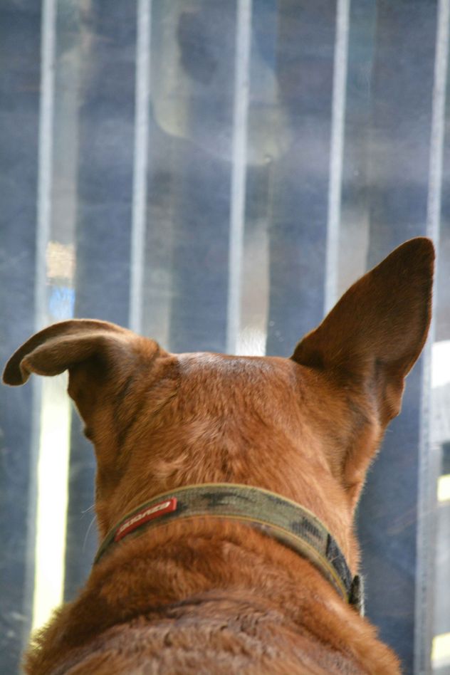 Enfermedades más frecuentes en perros. 
