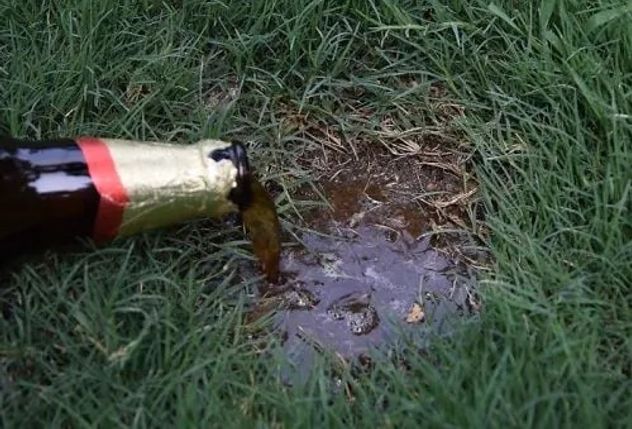 Por qué recomiendan regar las plantas con cerveza y cuáles son sus beneficios.