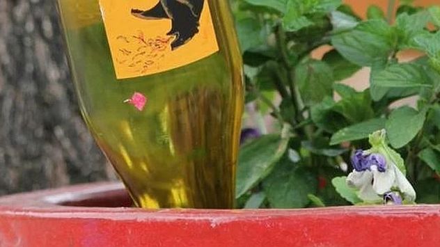 Por qué recomiendan regar las plantas con cerveza y cuáles son sus beneficios.