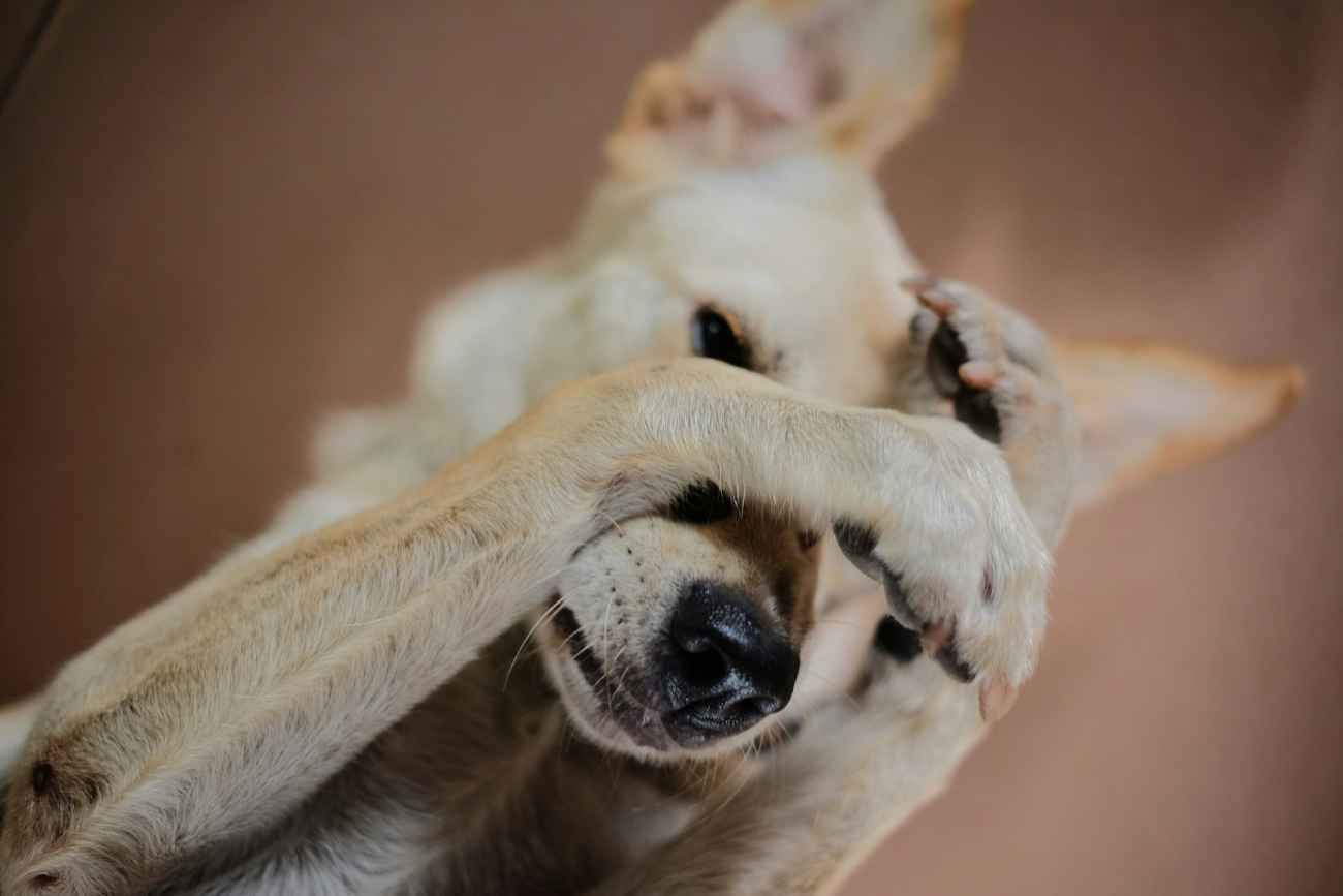 Enfermedades más frecuentes en perros.