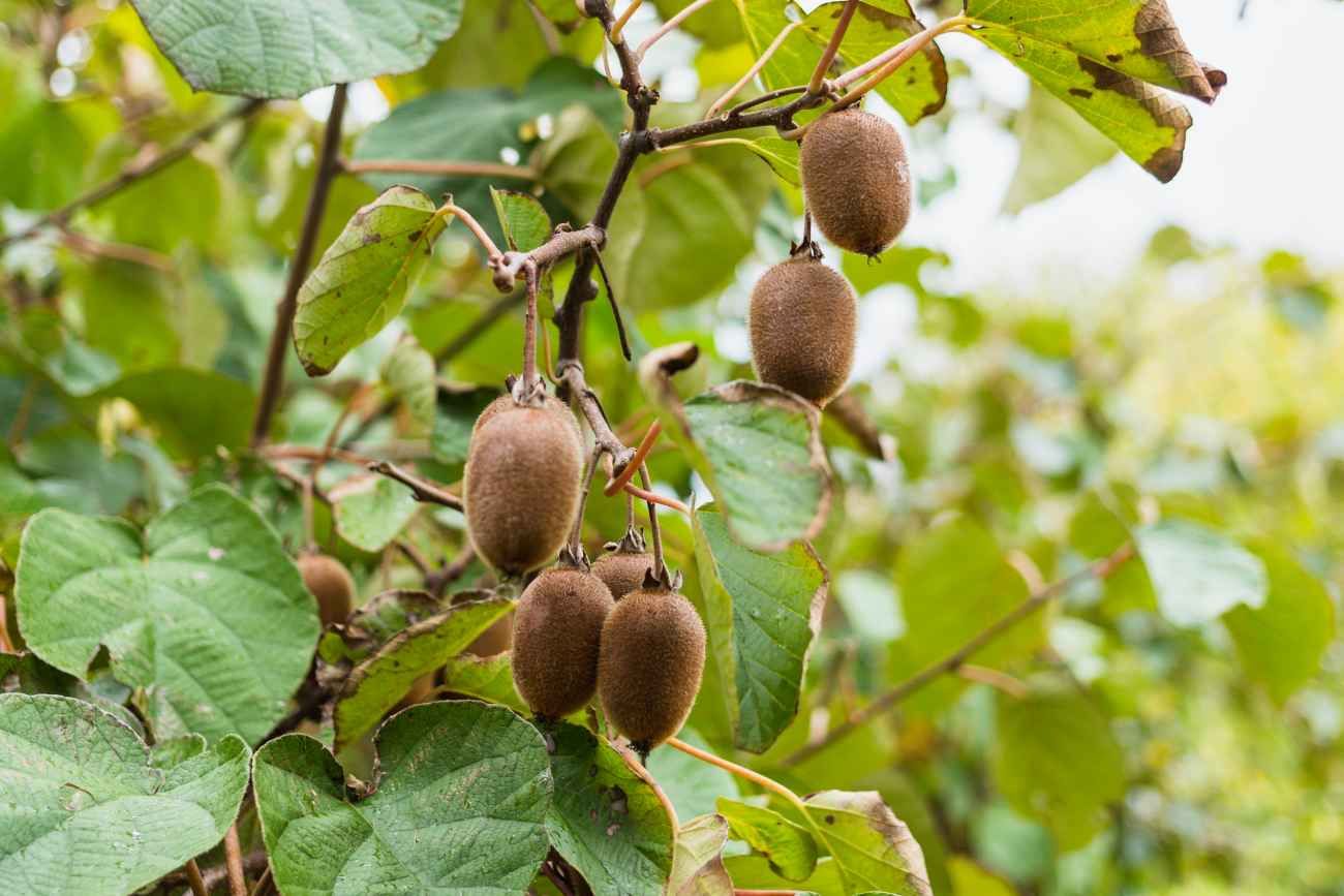 Kiwi. 