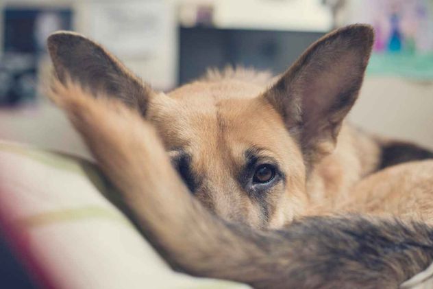 Enfermedades más frecuentes en perros. 