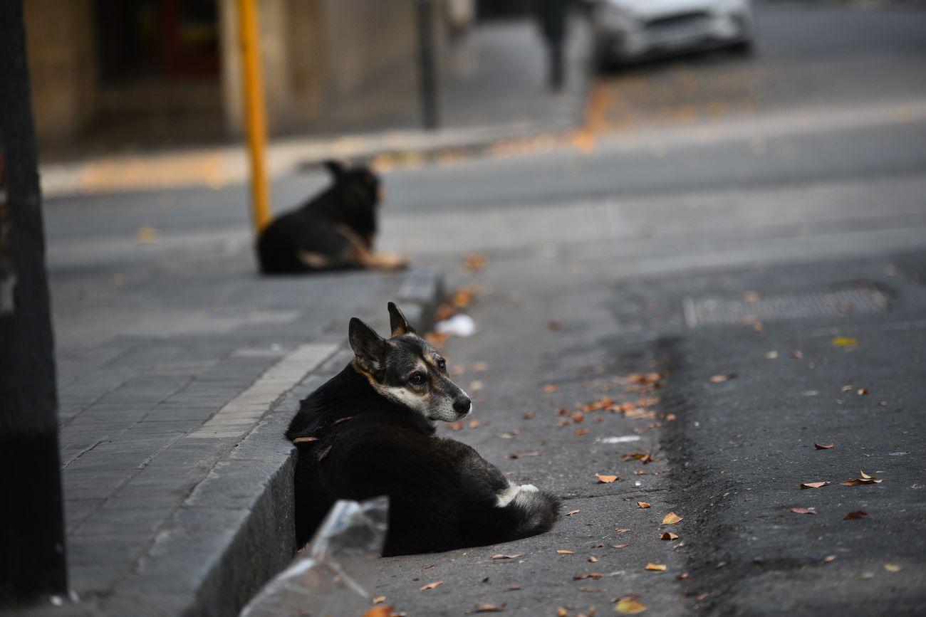 Perros. 