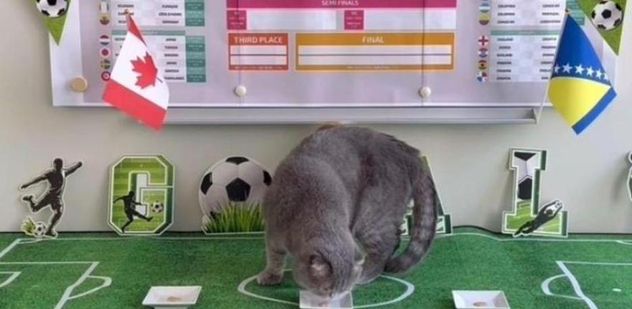 Maximus, el gato que quiere convertirse en el nuevo pulpo Paul.