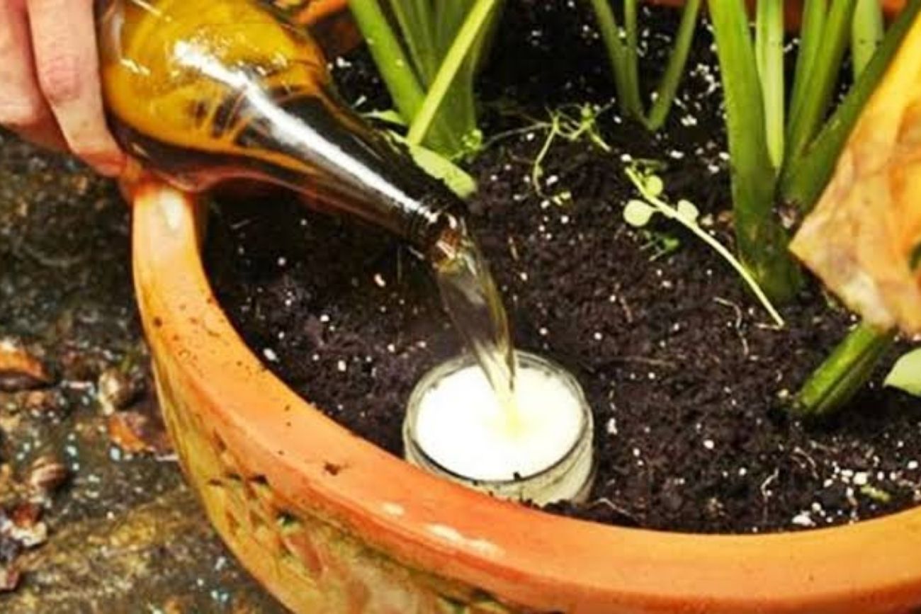 Por qué recomiendan regar las plantas con cerveza y cuáles son sus beneficios