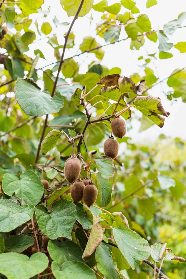Kiwi.