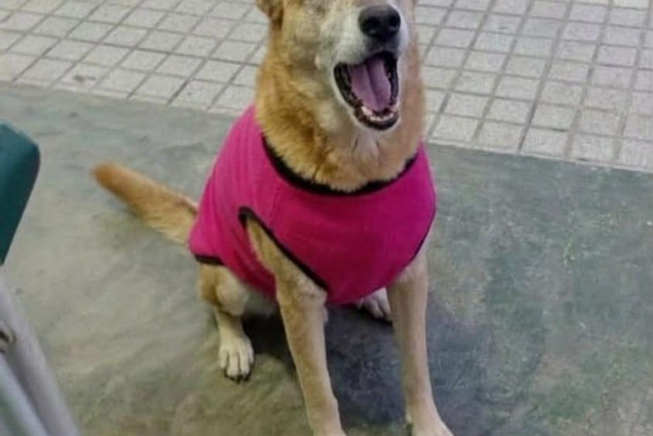 Tita, la perra agredida.