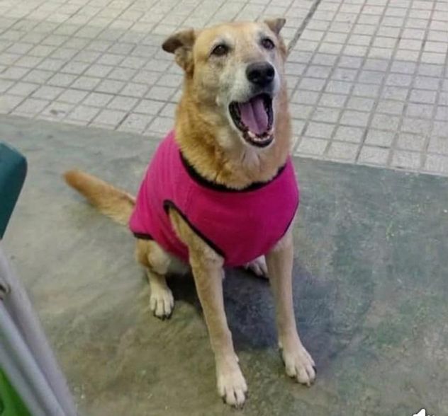 Tita, la perra agredida.