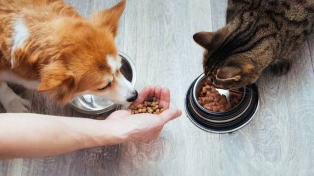 Los gatos evolucionaron como carnívoros obligados, mientras que los perros desarrollaron una alimentación mucho más flexible.