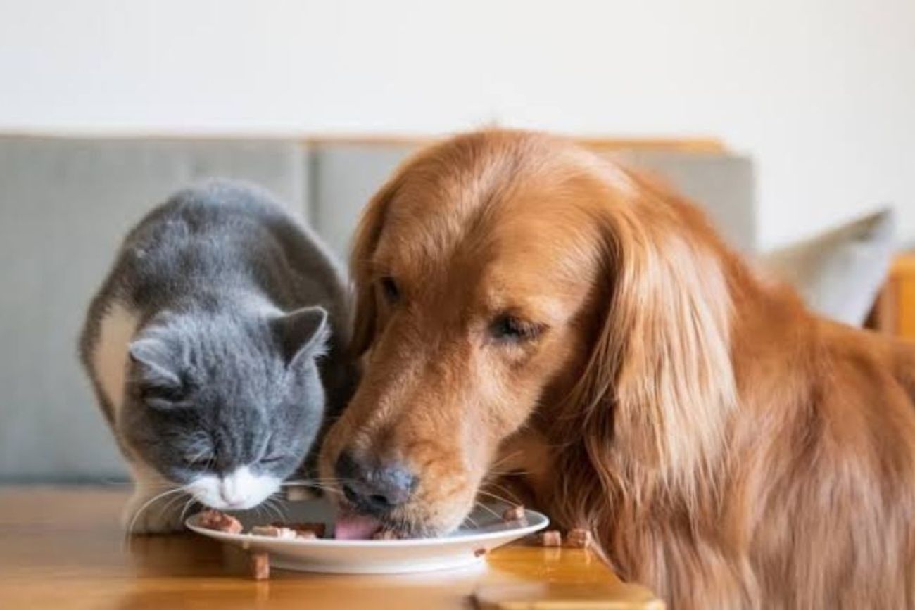 Los gatos evolucionaron como carnívoros obligados, mientras que los perros desarrollaron una alimentación mucho más flexible.