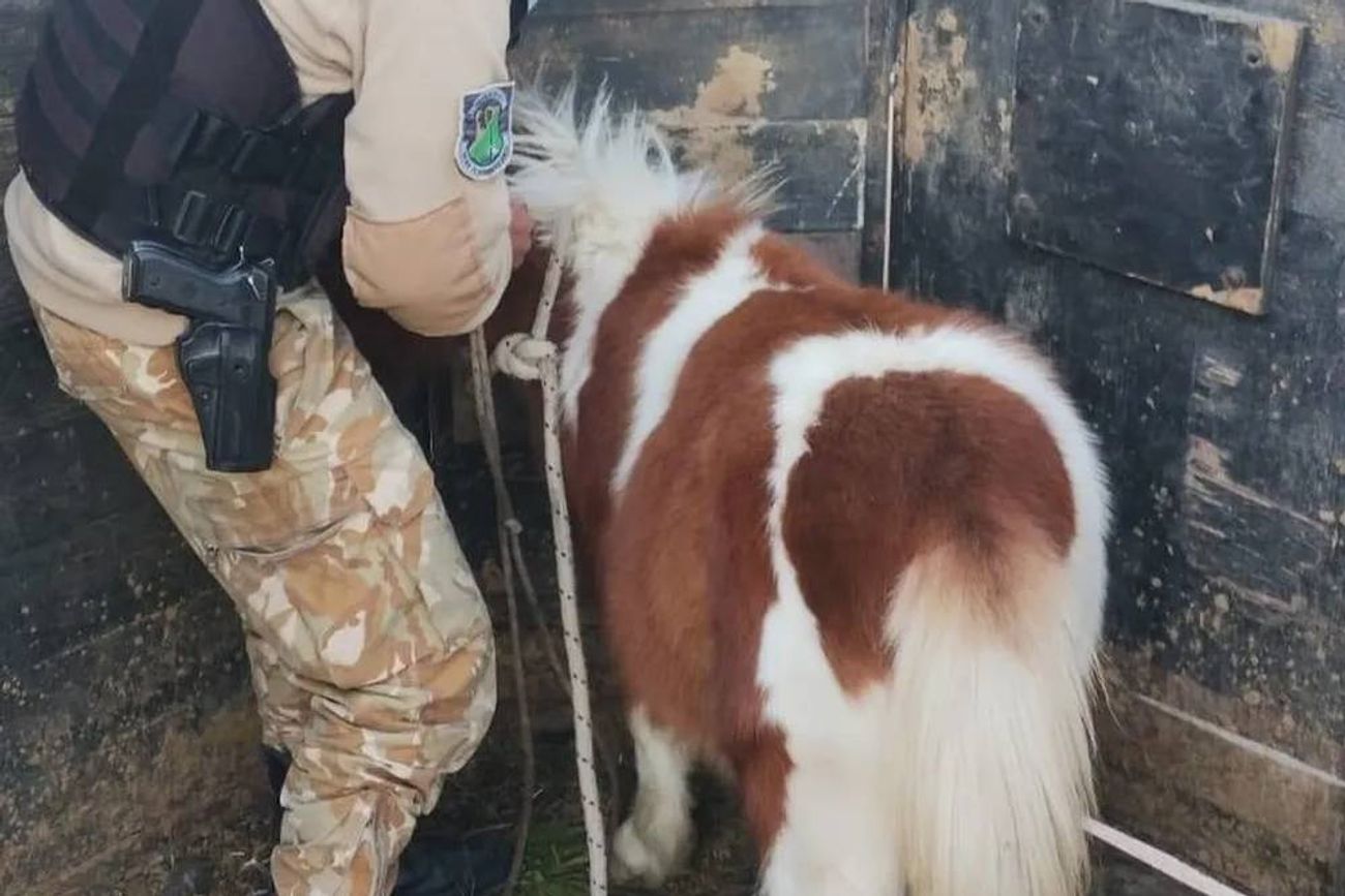 San Rafael. Robó un poni, intentó venderlo por Facebook Marketplace y terminó detenido.
