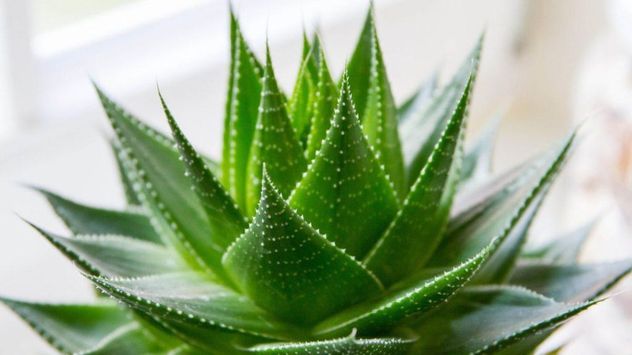 Las puntas marrones en el aloe vera suelen ser una señal de exceso de agua, falta de luz o problemas en el drenaje de la maceta.