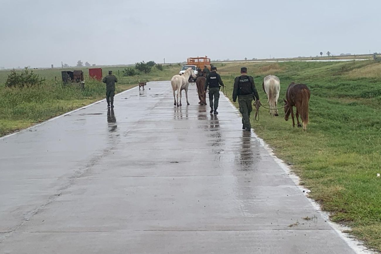 Los caballos sueltos son una constante en la ruta nacional 19, en la zona límite entre Córdoba y Santa Fe, lo que obliga a operativos policiales frecuentes.