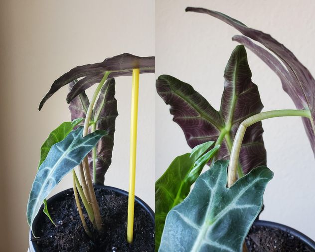 Cómo evitar que las plantas de interior se tuerzan con el paso del tiempo.
