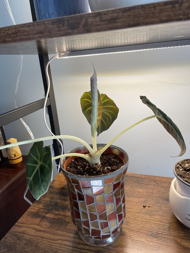 Cómo evitar que las plantas de interior se tuerzan con el paso del tiempo.