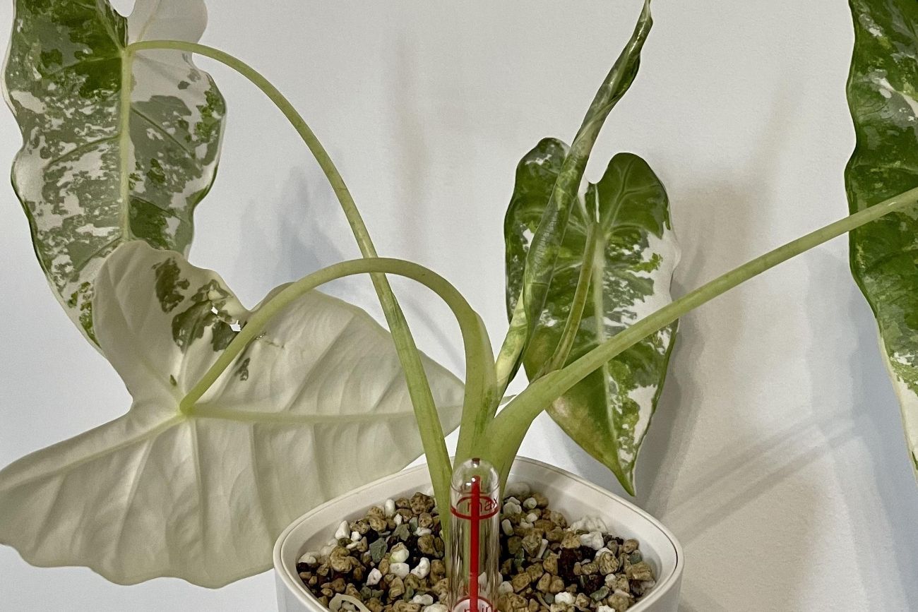 Cómo evitar que las plantas de interior se tuerzan con el paso del tiempo.