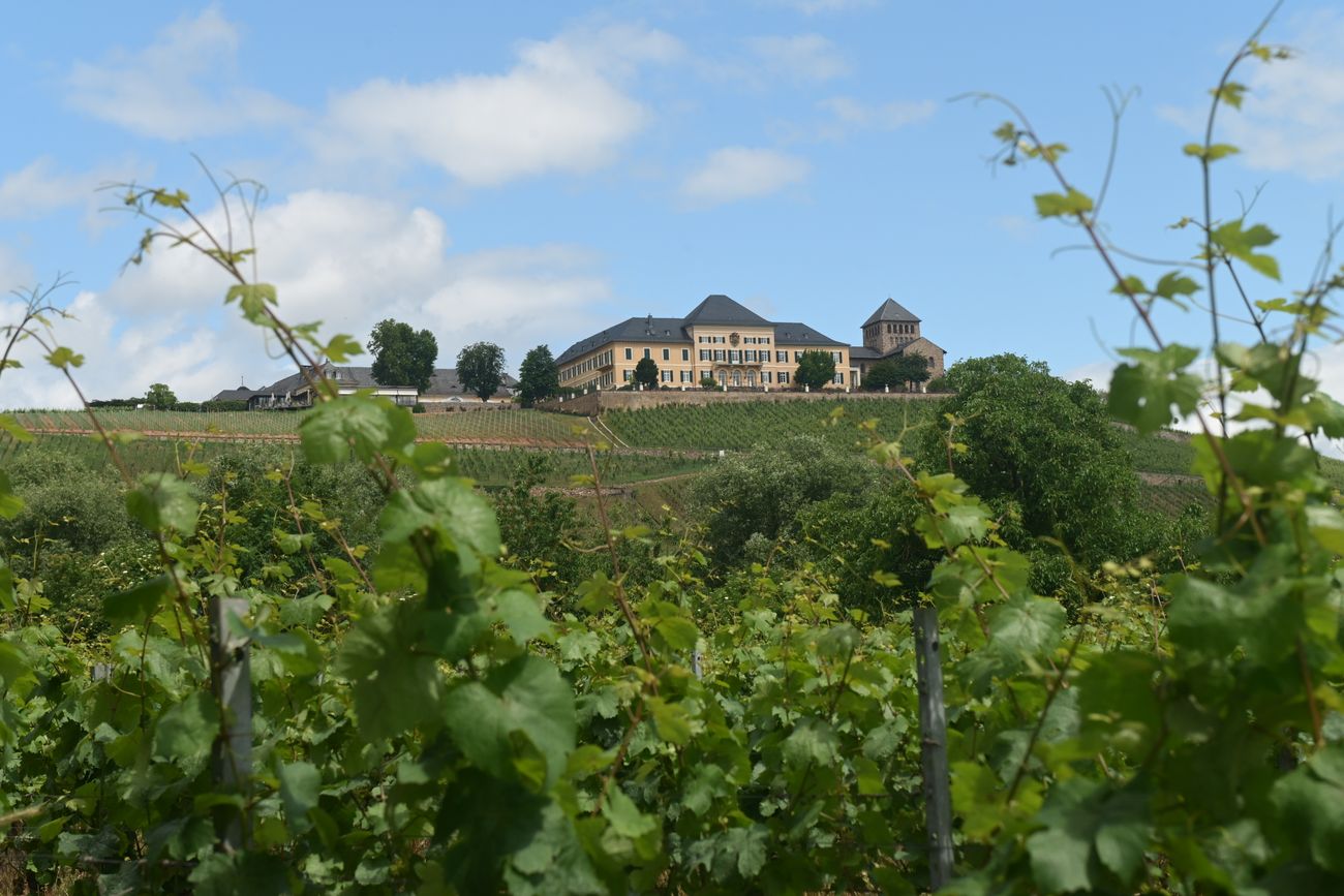 Un viaje increíble para conocer la segunda mejor bodega del mundo inmersa en las laderas del río Rin, asombrarse con la variedad de estilos de esta cepa y los paisajes de la zona. 

