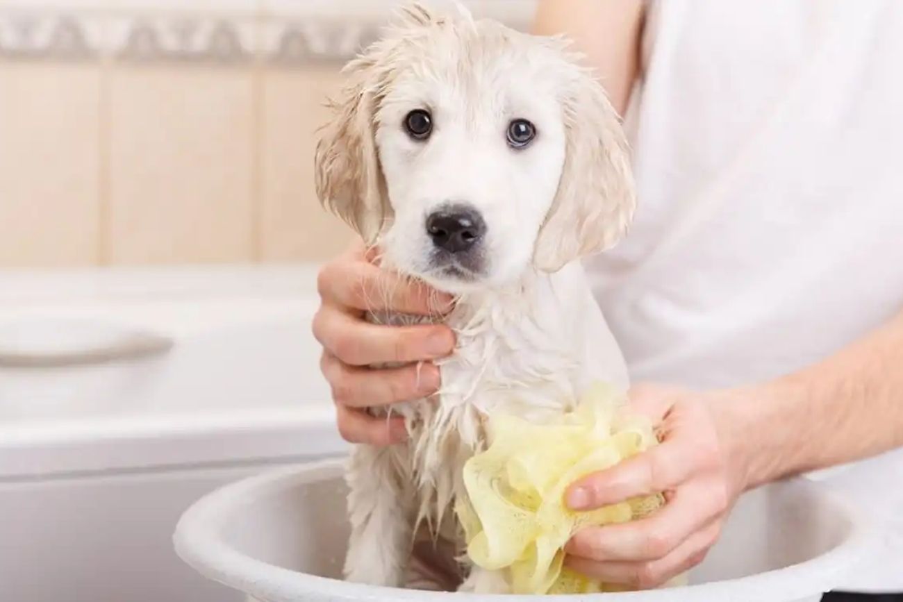 Por qué cada vez más personas bañan a sus perros con manzanilla y qué precauciones tomar.