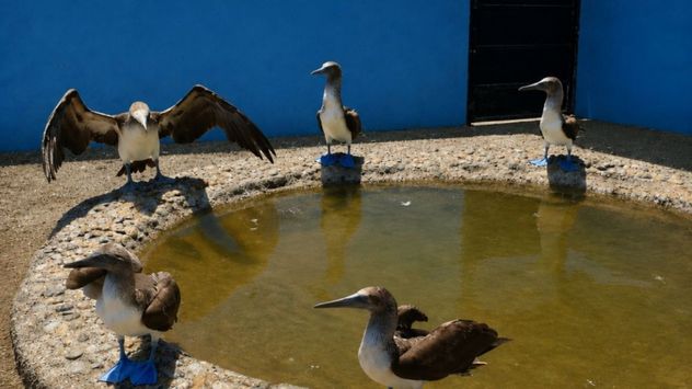 Fenómeno de El Niño sería la causa de la muerte de aves en Ecuador.
