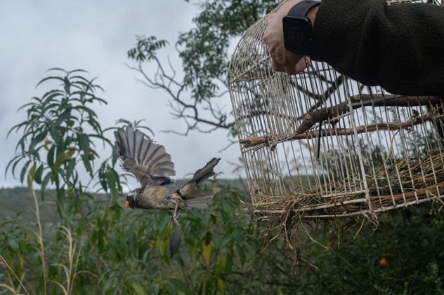 Liberaron veinte ejemplares de fauna silvestre en la zona de Colanchanga