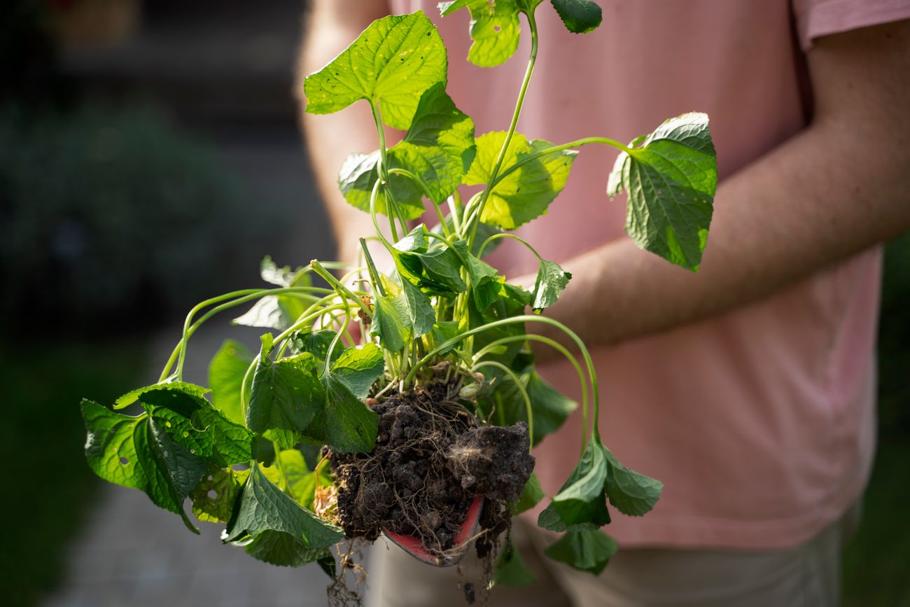 Frío, menos luz y temporada de hongos en las plantas: qué hacer y cómo prevenirlos.
