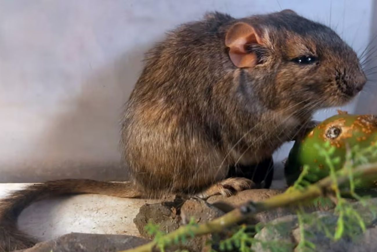 Córdoba: descubrieron una nueva especie de roedor en el Parque Nacional Traslasierra