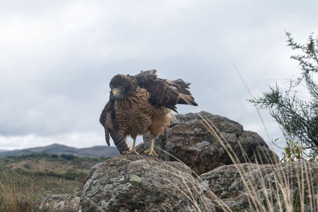 Liberaron veinte ejemplares de fauna silvestre en la zona de Colanchanga
