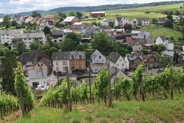 Alemania. Viaje a los viñedos del Rin