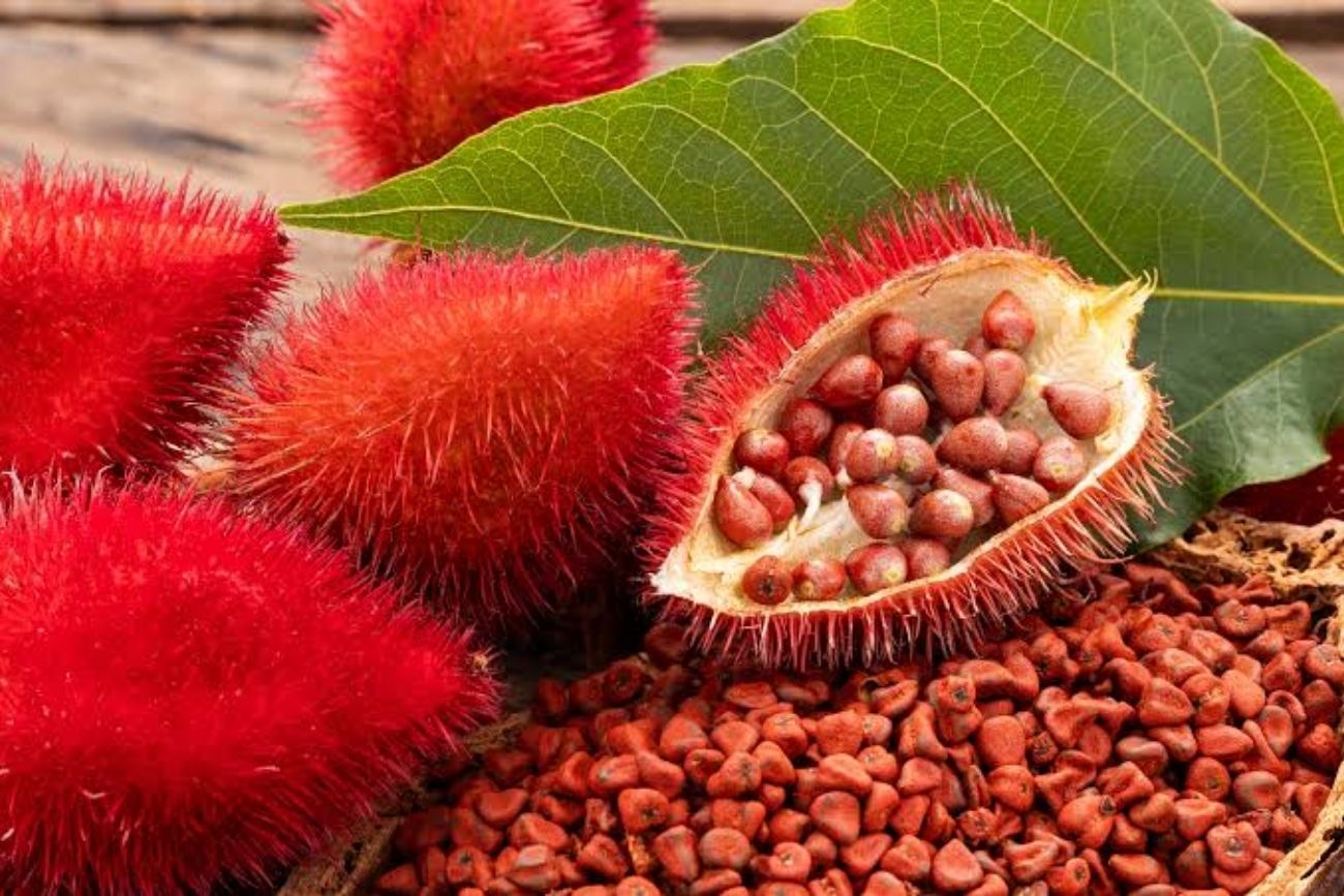 Qué es el achiote, el fruto rojo que se produce en Misiones y gana popularidad por sus propiedades.