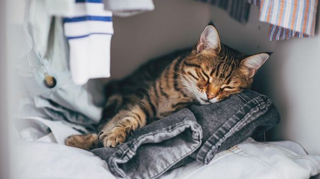 Aunque parezca una simple búsqueda de comodidad, los gatos suelen acostarse sobre la ropa de sus dueños porque encuentran en ella un olor familiar que les transmite seguridad, calma y cercanía emocional.