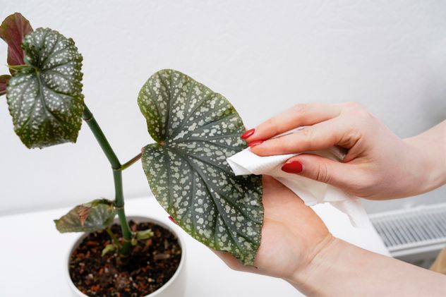 Frío, menos luz y temporada de hongos en las plantas: qué hacer y cómo prevenirlos.