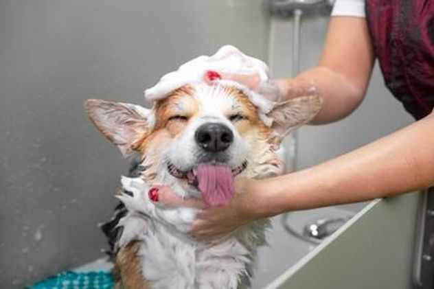 Por qué cada vez más personas bañan a sus perros con manzanilla y qué precauciones tomar.