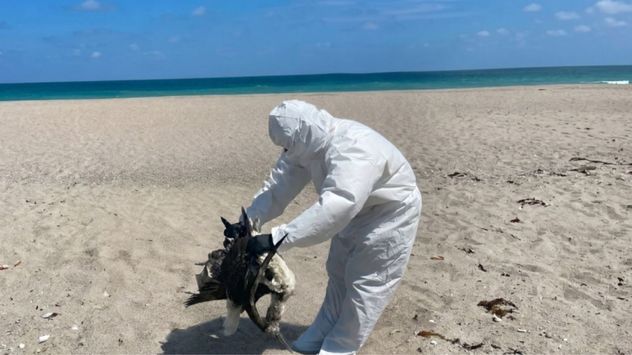 Fenómeno de El Niño sería la causa de la muerte de aves en Ecuador.