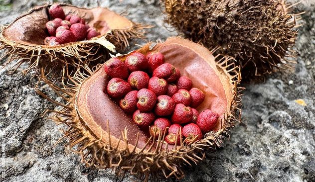 Qué es el achiote, el fruto rojo que se produce en Misiones y gana popularidad por sus propiedades.