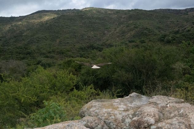 Liberaron veinte ejemplares de fauna silvestre en la zona de Colanchanga