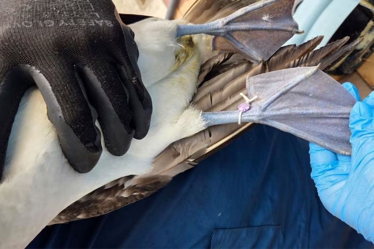 Fenómeno del Niño: el posible motivo por el que las aves marinas están apareciendo muertas en Ecuador.